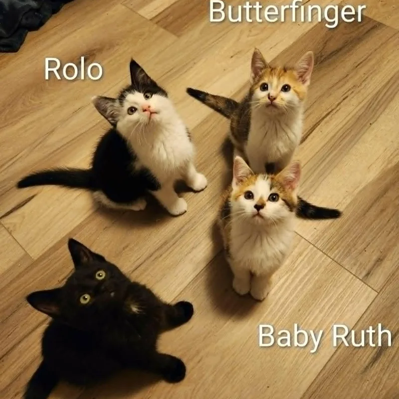 A baby medium-sized female Domestic Short Hair cat named Butterfinger for adoption in Eugene, OR
