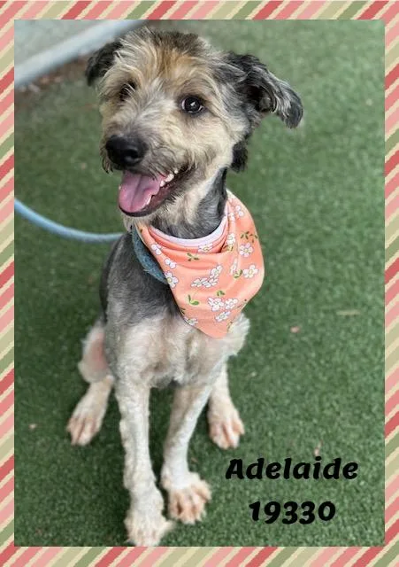 An adult small-sized female Yellow / Tan / Blond / Fawn Terrier dog named Adelaide for adoption in Marietta, GA