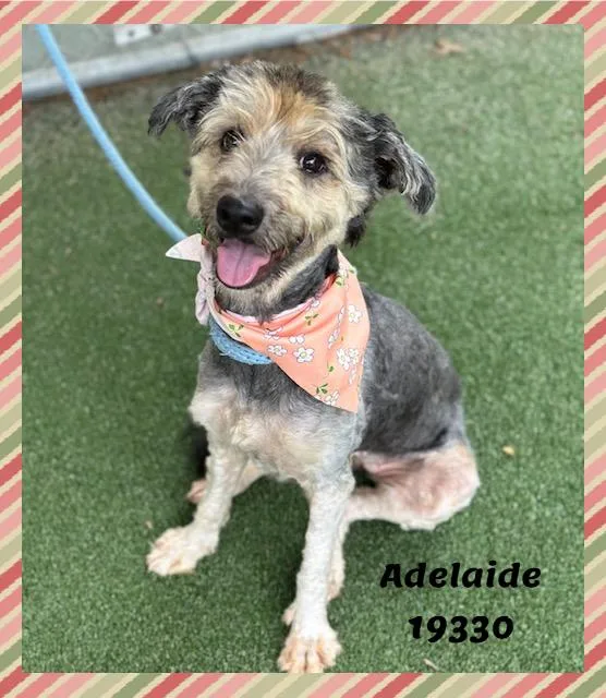 Adelaide thumbnail 2