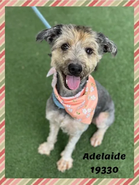 Adelaide thumbnail 3