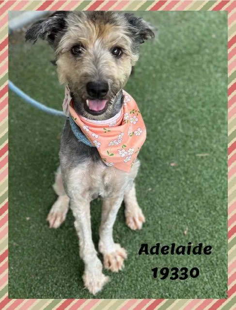 Adelaide thumbnail 4