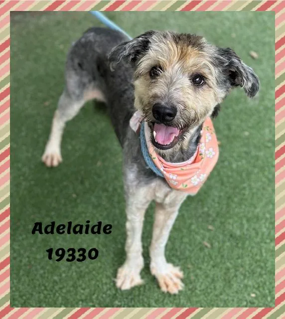 Adelaide thumbnail 5