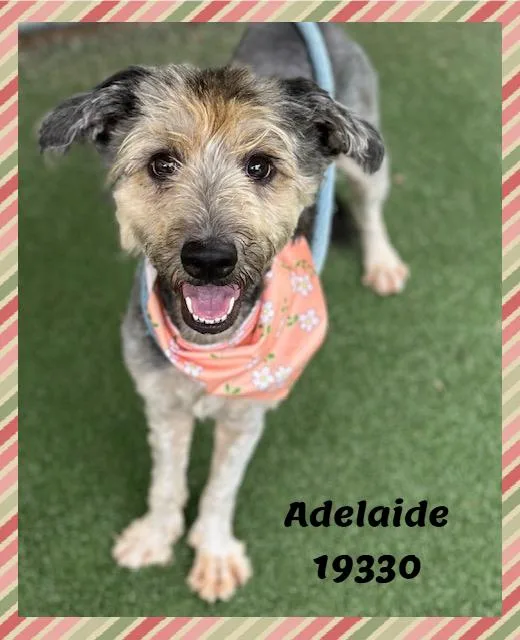 Adelaide thumbnail 6