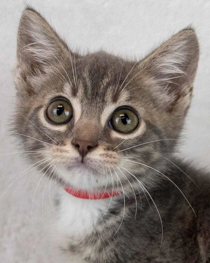 Lil