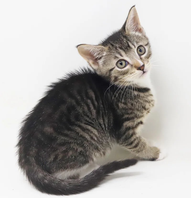 A baby small-sized female Tabby (Leopard / Spotted) Tabby cat named Sterling is more precious for adoption in Bedford Hills, NY