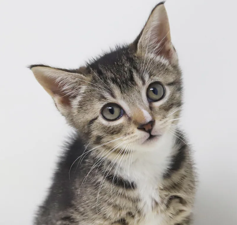 Sterling is more precious thumbnail 3