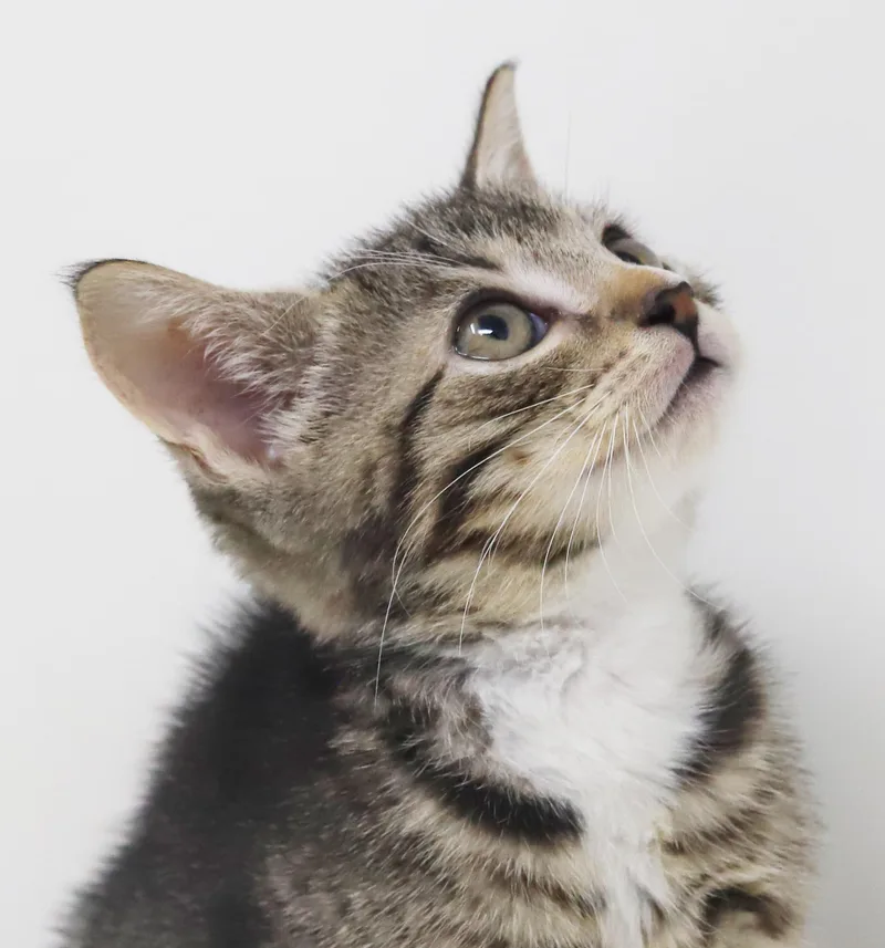 Sterling is more precious thumbnail 6