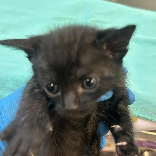 A baby small-sized female Black Domestic Short Hair cat named Ink for adoption in Tacoma, WA