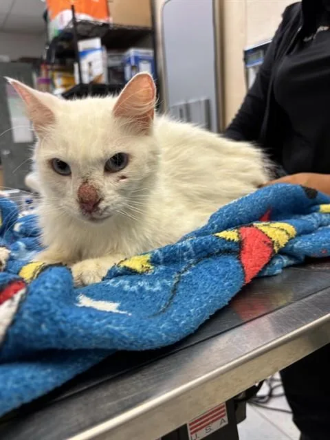 An adult medium-sized female Domestic Medium Hair cat named Eva Longfuria for adoption in Corpus Christi, TX