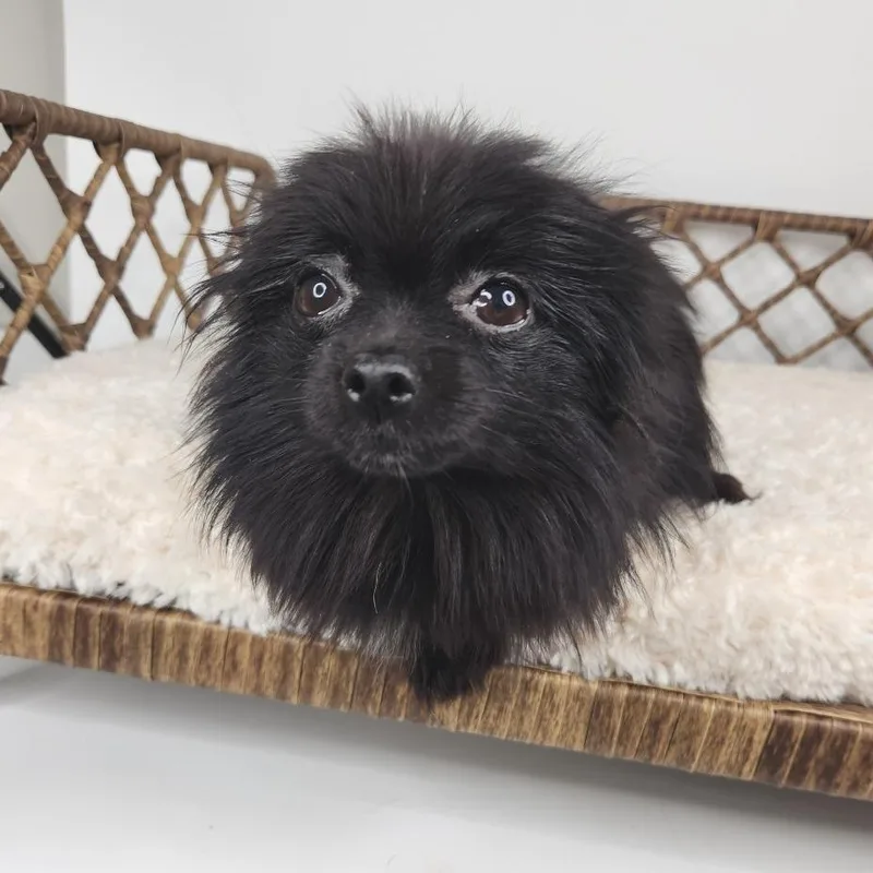 An adult small-sized female Black Pomeranian dog named Ci Ci for adoption in Fort Wayne, IN