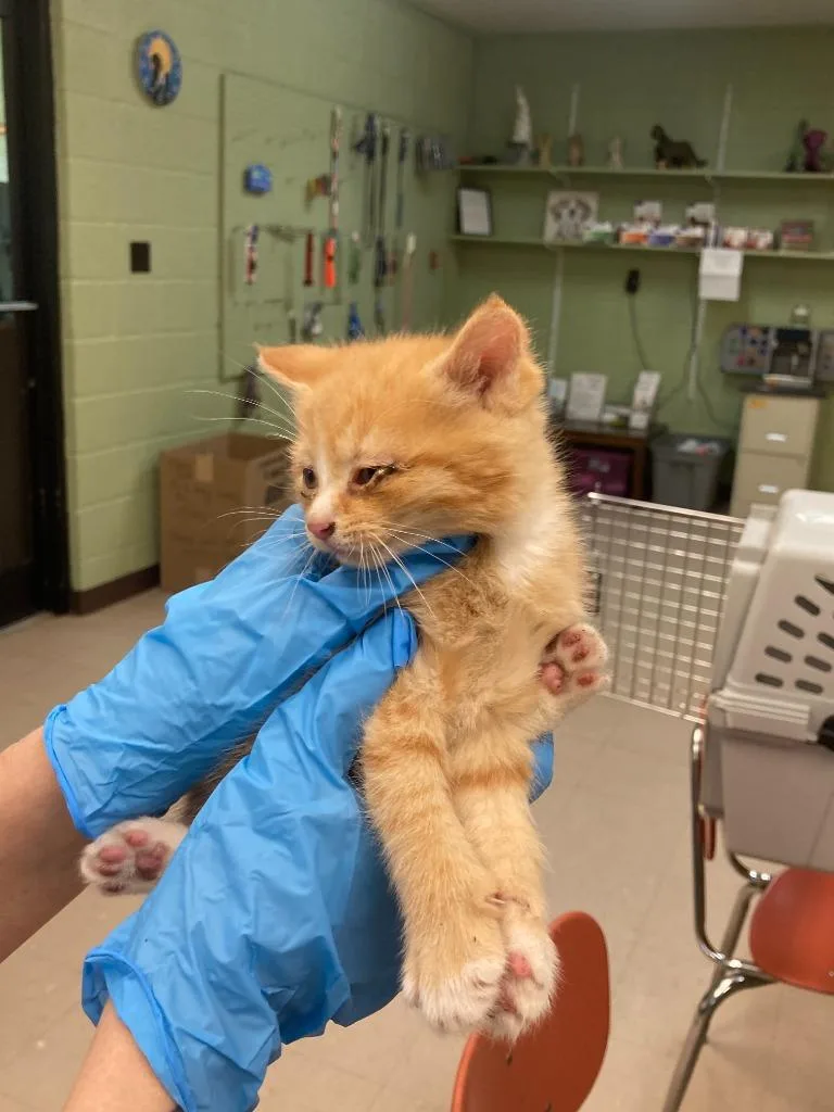 A baby medium-sized male Domestic Short Hair cat named Flannel for adoption in Burnsville, NC