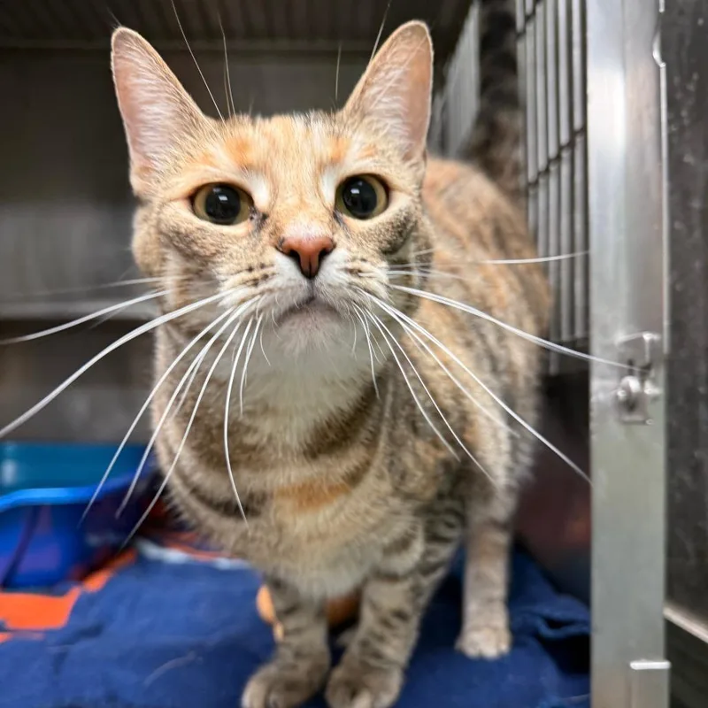 An adult medium-sized female Torbie Domestic Short Hair cat named Coral for adoption in Richmond, IN