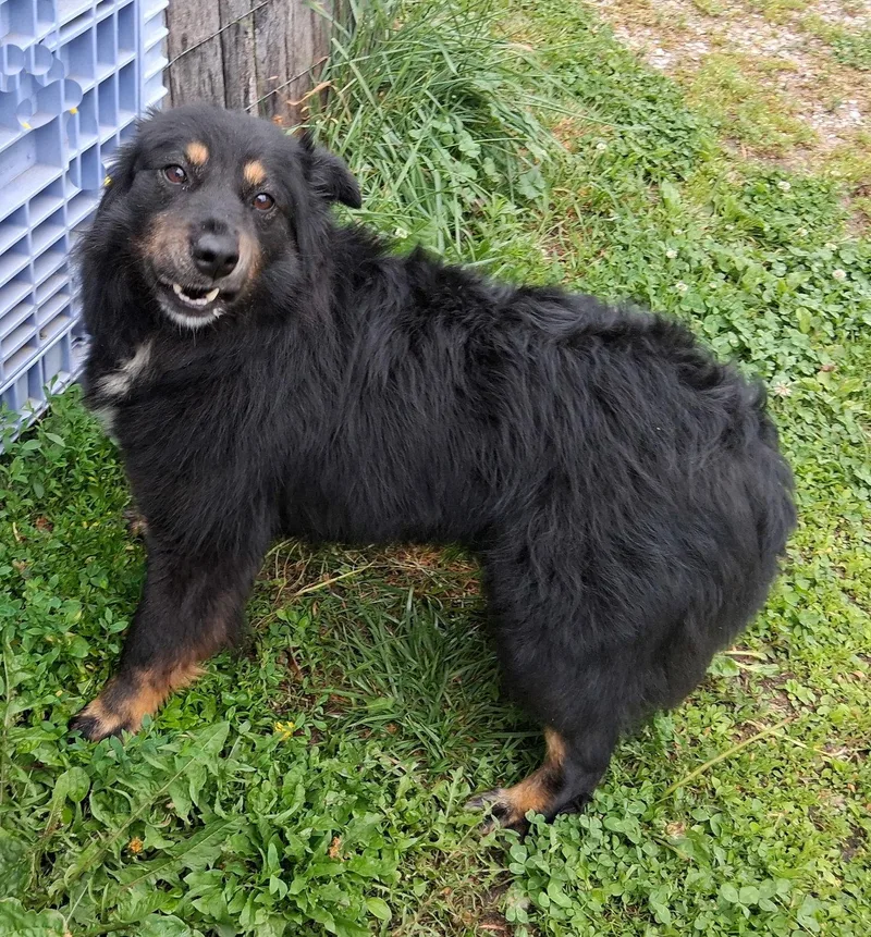 A young medium-sized female English Shepherd dog named Rita for adoption in Mcconnelsville, OH
