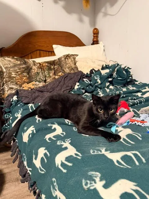 A young medium-sized male Black Domestic Short Hair cat named Sid for adoption in Davison, MI