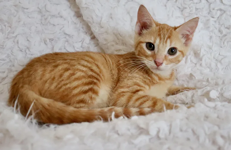A baby medium-sized female Tabby (Orange / Red) Tabby cat named Polly for adoption in Saint Augustine, FL