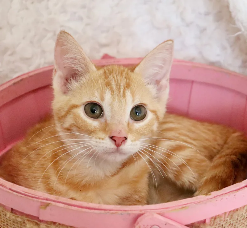 Polly thumbnail 2