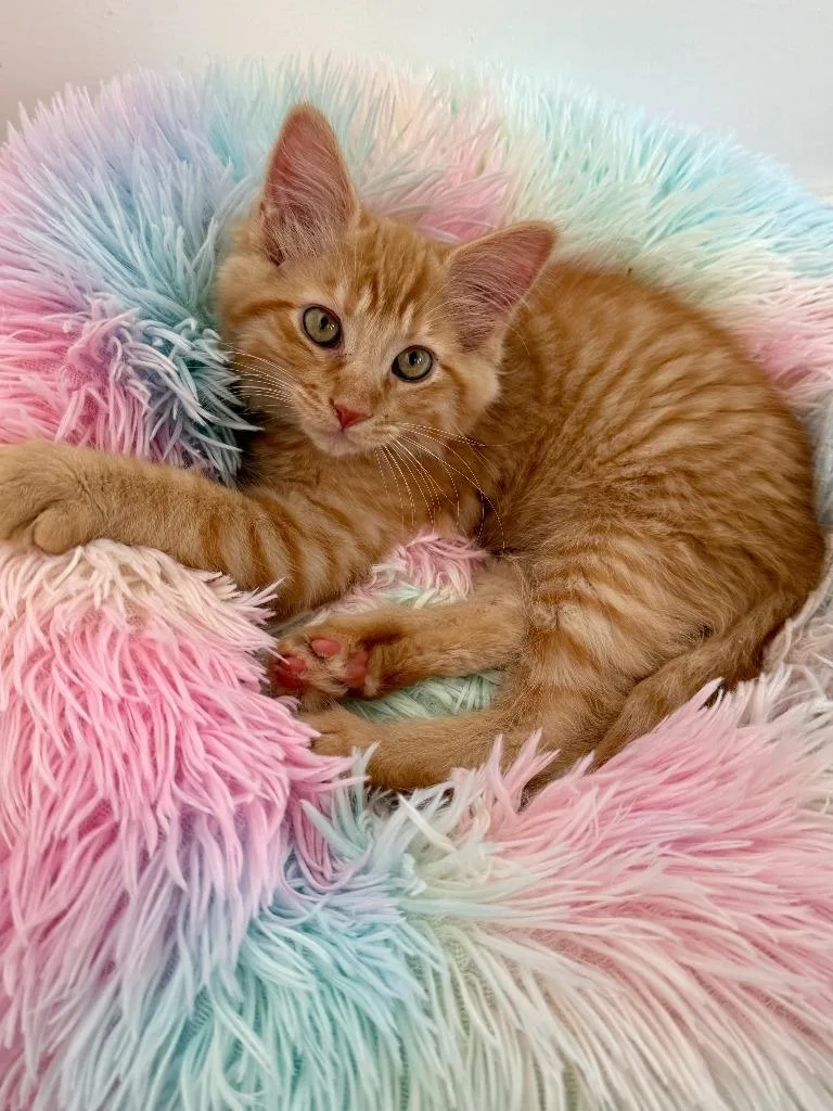 A baby small-sized male Domestic Short Hair cat named Jeff for adoption in Salt Lake City, UT