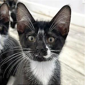 A baby small-sized male Black Domestic Short Hair cat named Domino for adoption in Pleasant Hill, CA