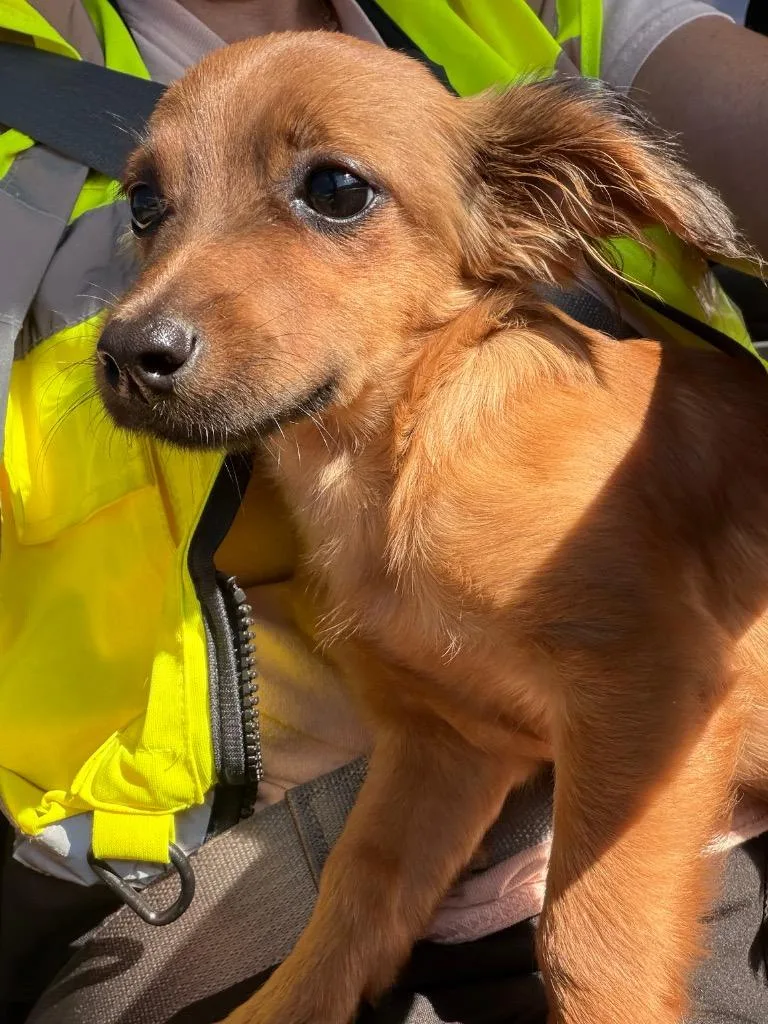 A baby large-sized female Chihuahua dog named Libby for adoption in Nacogdoches, TX