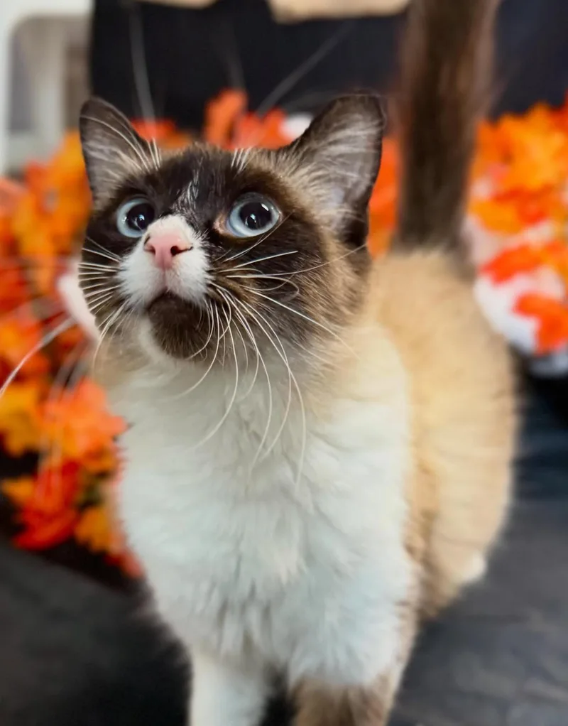 An adult medium-sized female Seal Point Domestic Medium Hair cat named Samara for adoption in Battle Creek, MI