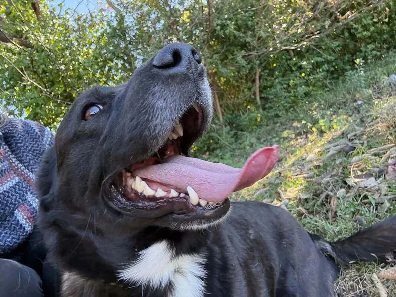 An adult medium-sized male Basset Hound dog named Mochi for adoption in Aurora, IN