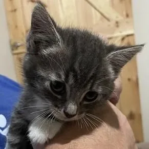 A baby medium-sized female Gray / Blue / Silver Domestic Short Hair cat named Carmela for adoption in Germansville, PA