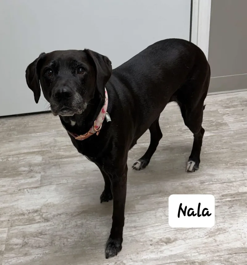 Nala