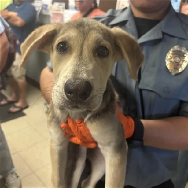 A baby small-sized female German Shepherd Dog dog named Cera for adoption in Stockton, CA