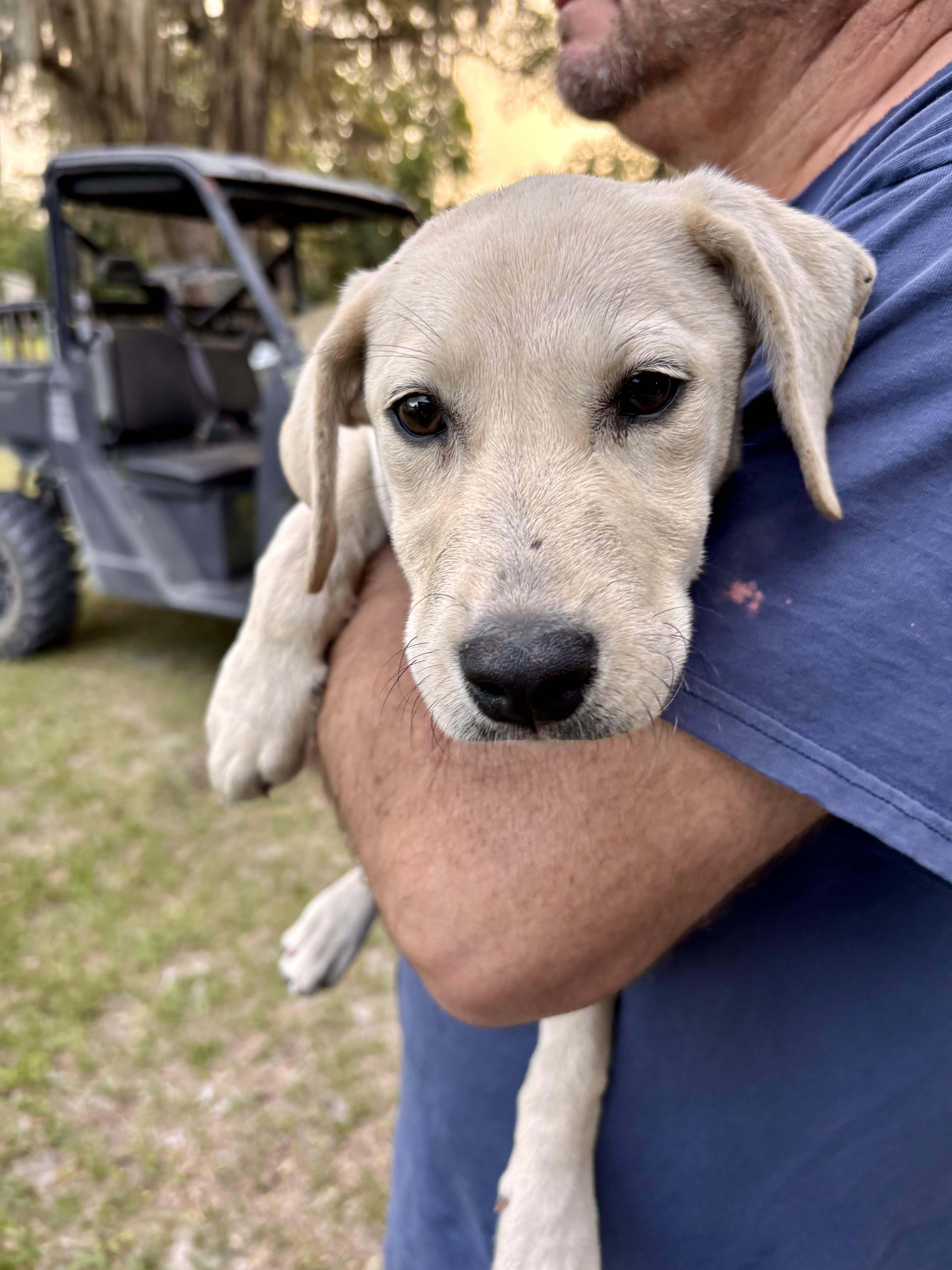 A baby medium-sized female Yellow / Tan / Blond / Fawn Yellow Labrador Retriever dog named Tawny for adoption in Jacksonville, FL