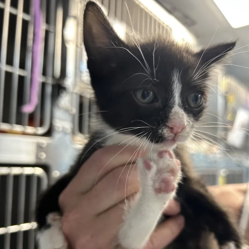 A baby small-sized male Black Domestic Short Hair cat named Luigi for adoption in Newport, NC