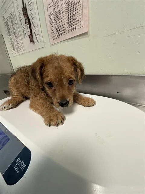 A baby small-sized male Yorkshire Terrier dog named Harry for adoption in Santa Cruz, CA