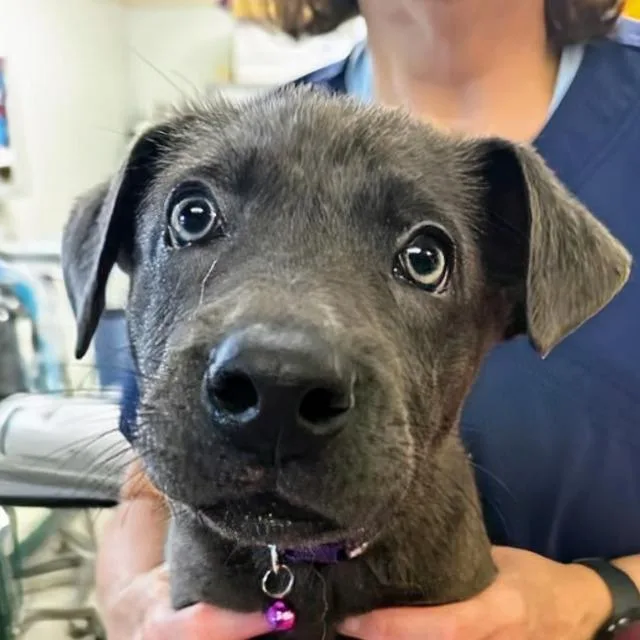 A baby small-sized female Gray / Blue / Silver Labrador Retriever dog named Jessie for adoption in Marysville, OH