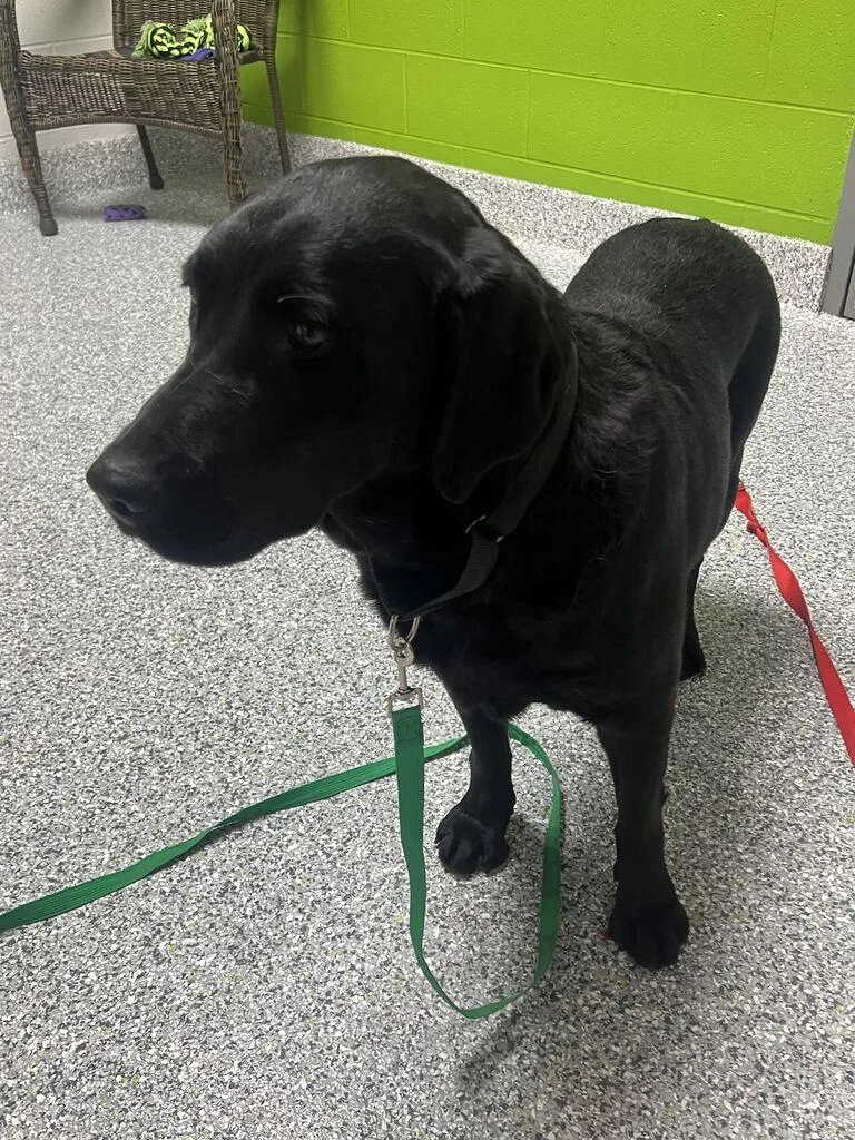 A senior large-sized female Golden Black Labrador Retriever dog named Nellie for adoption in Jackson, MI