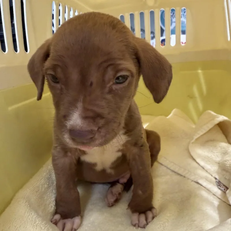 A baby medium-sized male Brown / Chocolate Chocolate Labrador Retriever dog named Sam for adoption in Huntsville, AL