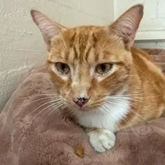 An adult medium-sized male Tabby (Orange / Red) Domestic Short Hair cat named Shy Shy for adoption in Spring Valley, CA