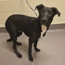 A young medium-sized male Black Shepherd dog named Edgar Allen for adoption in Norman, OK