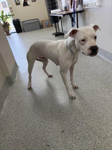 Snowie