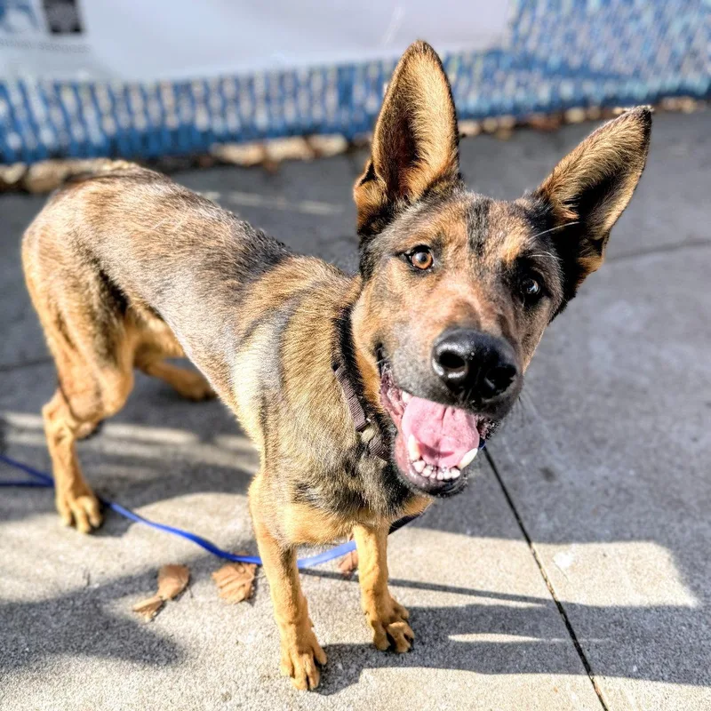 Zeke