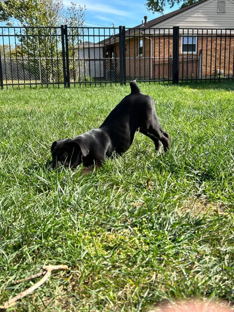 A baby medium-sized male Husky dog named Dean Jimmy for adoption in Germantown, OH