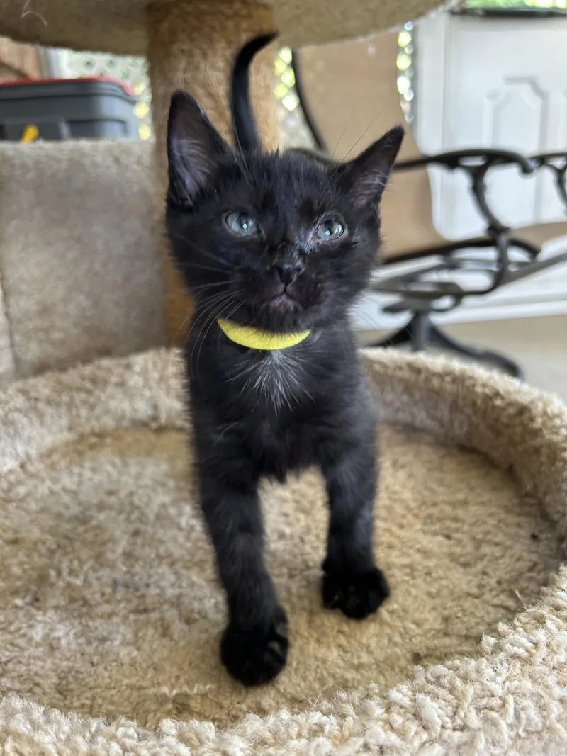 A baby medium-sized male Black Domestic Short Hair cat named Baloo for adoption in Fort Worth, TX