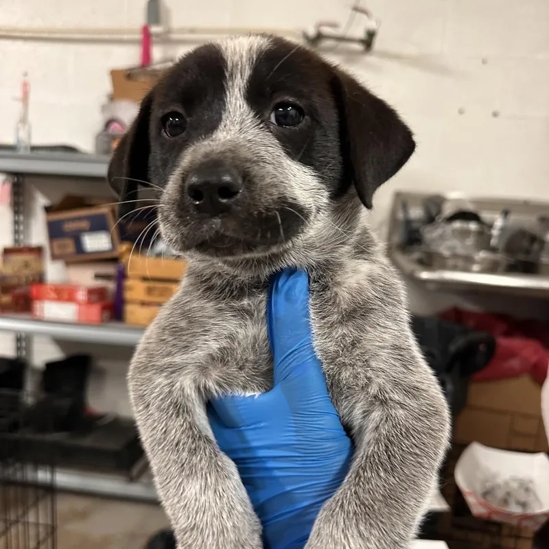 A baby medium-sized male Black Mixed Breed dog named Mickey Mouse for adoption in Edinburg, TX