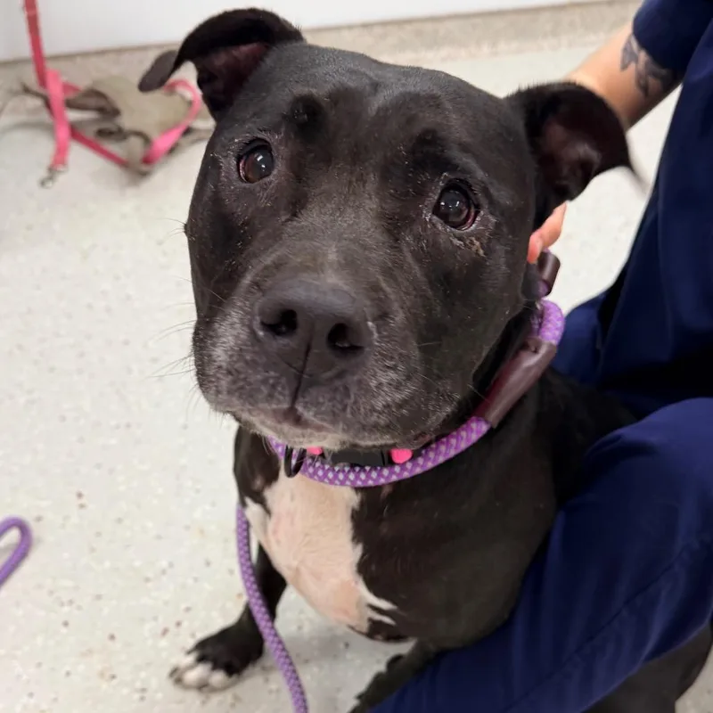 An adult large-sized female Pit Bull Terrier dog named Meg for adoption in Indianapolis, IN