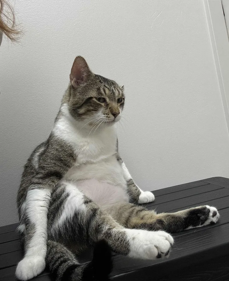 An adult extra large-sized male White Domestic Short Hair cat named George for adoption in Pearland, TX