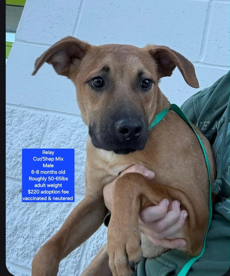 A young medium-sized male Black Mouth Cur dog named Relay for adoption in Oviedo, FL