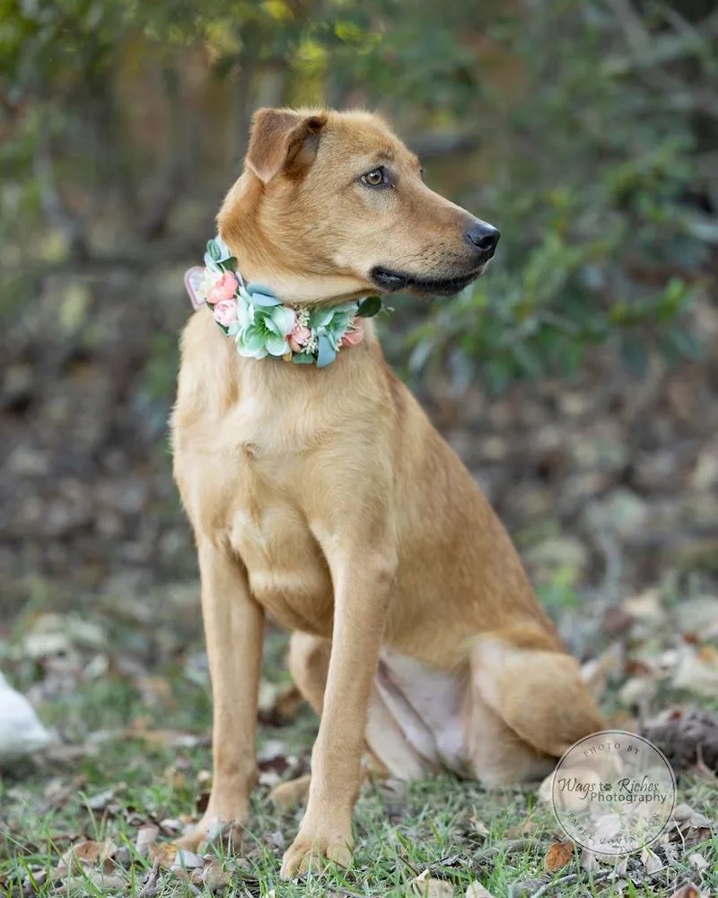 A baby medium-sized female Golden Retriever dog named Fern for adoption in Tuscaloosa, AL