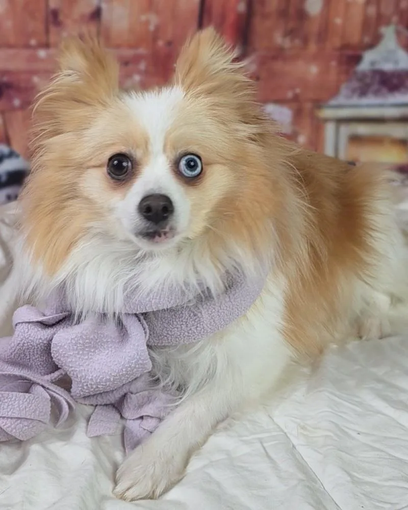 Ginger thumbnail 5