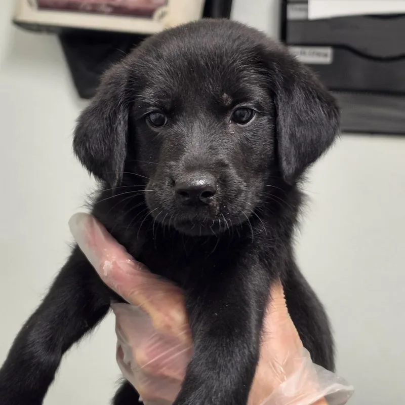 A baby small-sized female Black Mixed Breed dog named Wildberry Lavender for adoption in Troy, IL