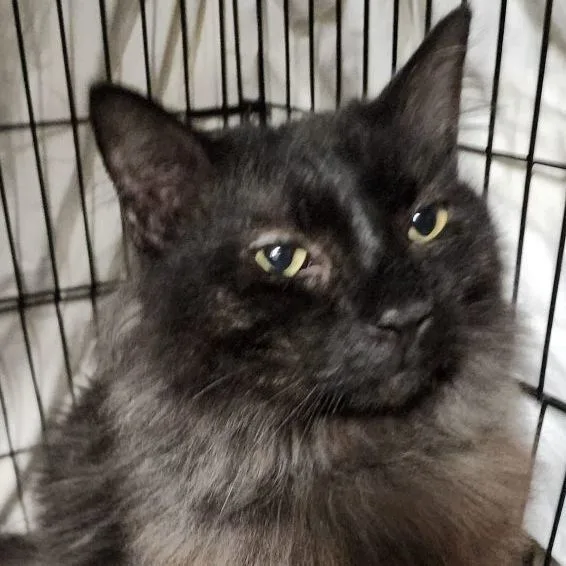 An adult small-sized male Domestic Long Hair cat named Kimble for adoption in Concord, CA