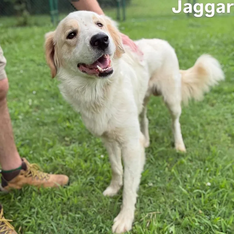 Jaggar