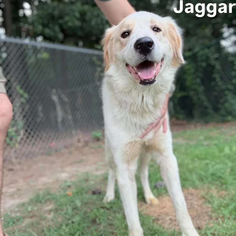 Jaggar thumbnail 3